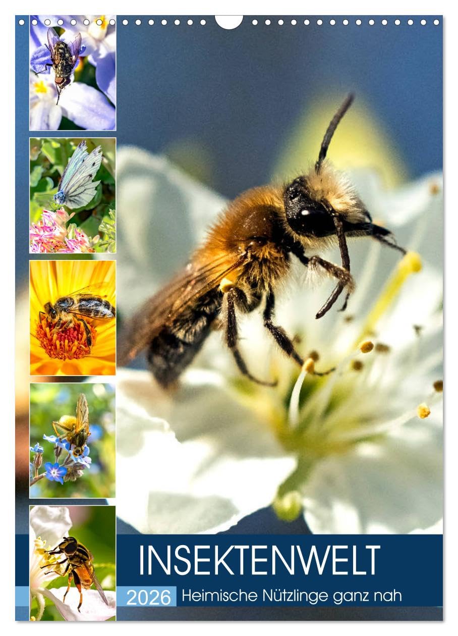 INSEKTENWELT - Heimische Nützlinge ganz nah (Wandkalender 2026 DIN A3 hoch), CALVENDO Monatskalender Business & Technology