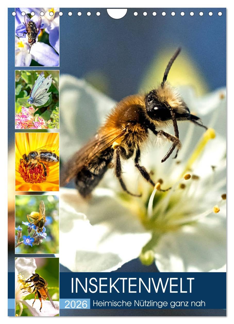 INSEKTENWELT - Heimische Nützlinge ganz nah (Wandkalender 2026 DIN A4 hoch), CALVENDO Monatskalender Business & Technology