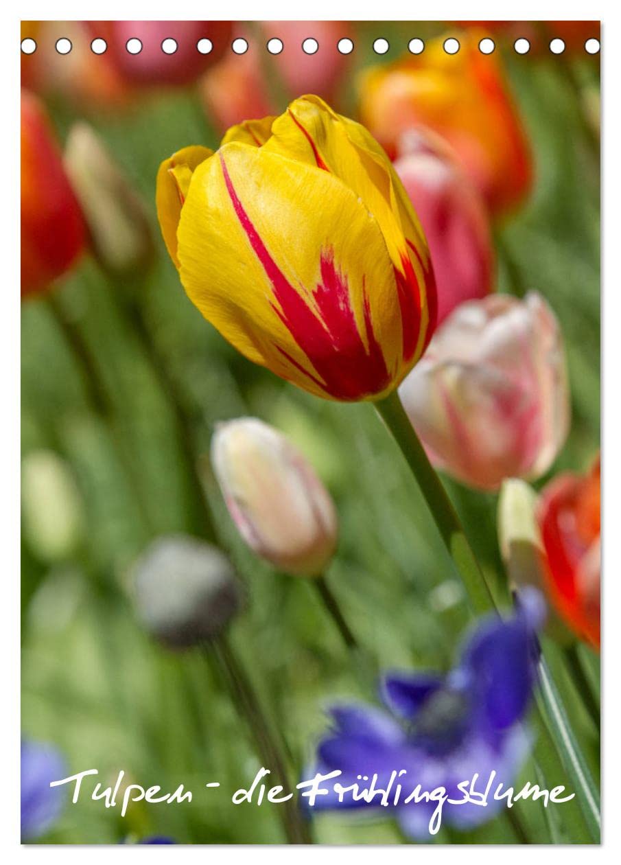 Tulpen - die Frühlingsblume (Tischkalender 2026 DIN A5 hoch), CALVENDO Monatskalender Photography