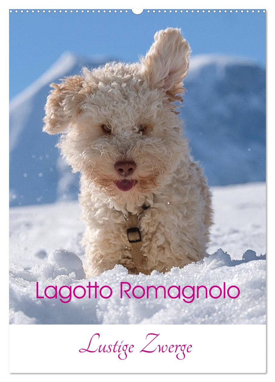 Lagotto Romagnolo - Lustige Zwerge (Wandkalender 2026 DIN A2 hoch), CALVENDO Monatskalender Natural Sciences
