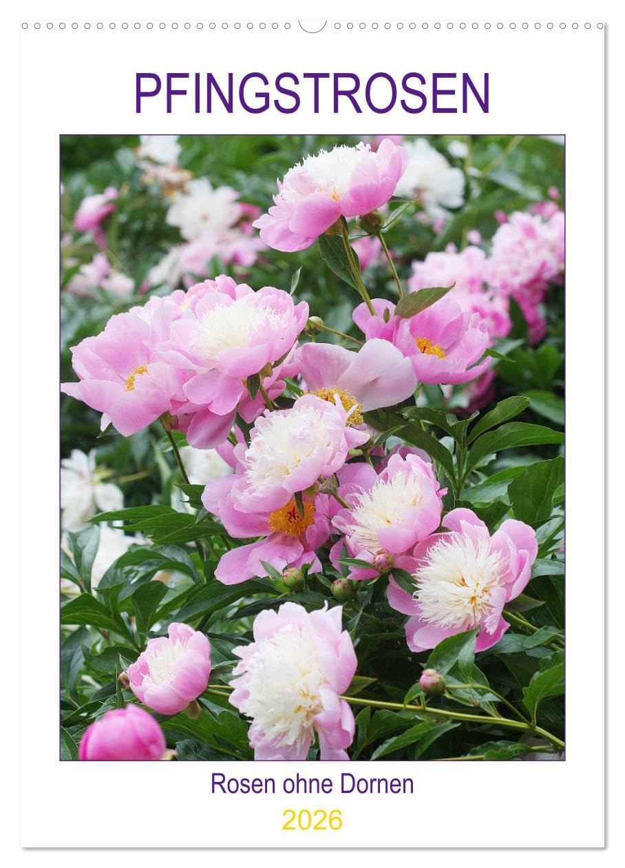 Pfingstrosen Rosen ohne Dornen (Wandkalender 2026 DIN A2 hoch), CALVENDO Monatskalender Business & Technology