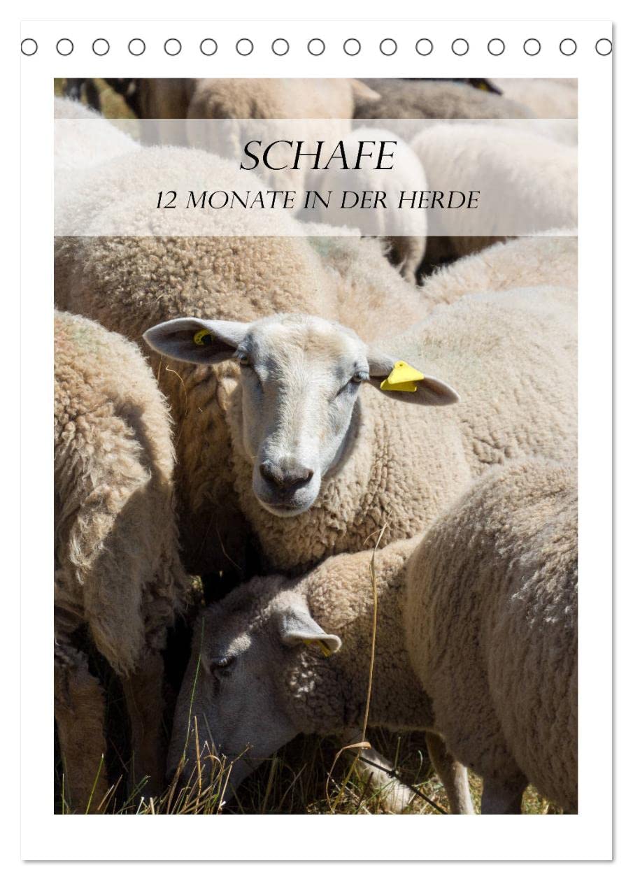 Schafe - 12 Monate in der Herde (Tischkalender 2026 DIN A5 hoch), CALVENDO Monatskalender Natural Sciences