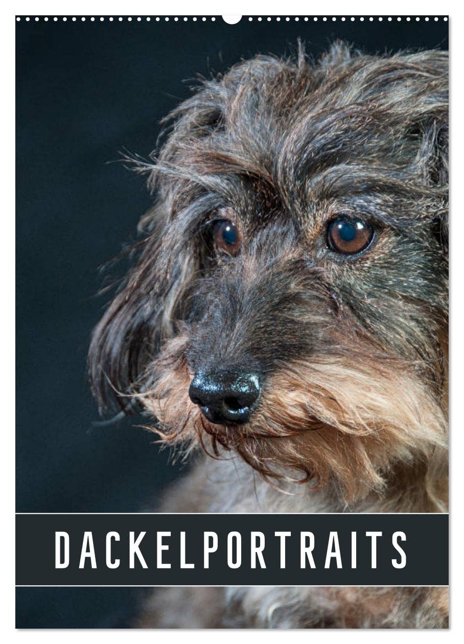 Dackelportraits (Wandkalender 2026 DIN A2 hoch), CALVENDO Monatskalender Natural Sciences