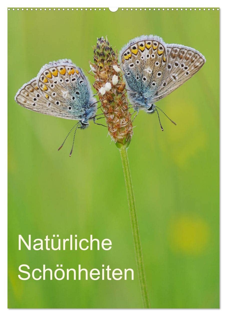Insekten,Schönheiten der Natur (Wandkalender 2026 DIN A2 hoch), CALVENDO Monatskalender Film, Art & Culture