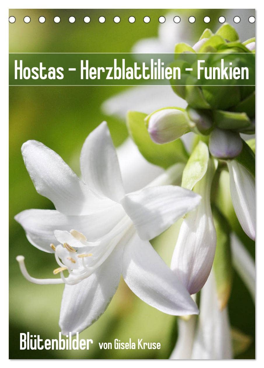 Hostas Herzblattlilien Funkien (Tischkalender 2026 DIN A5 hoch), CALVENDO Monatskalender Business & Technology