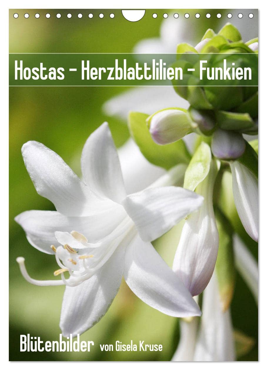 Hostas Herzblattlilien Funkien (Wandkalender 2026 DIN A4 hoch), CALVENDO Monatskalender Business & Technology