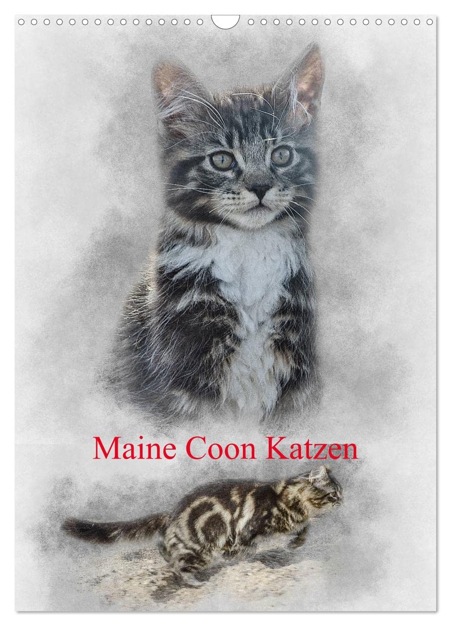 Maine Coon Katzen (Wandkalender 2026 DIN A3 hoch), CALVENDO Monatskalender Natural Sciences
