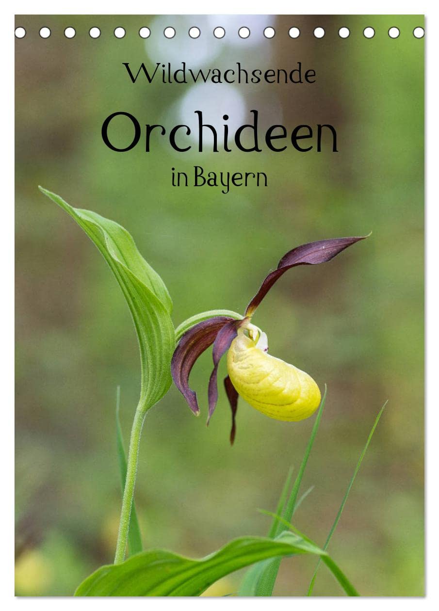 Wildwachsende Orchideen in Bayern (Tischkalender 2026 DIN A5 hoch), CALVENDO Monatskalender Living & Furnishing
