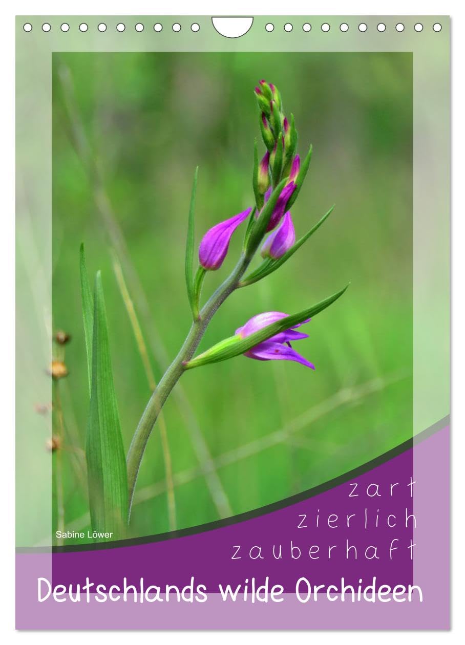 Deutschlands wilde Orchideen (Wandkalender 2026 DIN A4 hoch), CALVENDO Monatskalender: Zart, zierlich und zauberhaft ... (CALVENDO Natur) Living & Furnishing