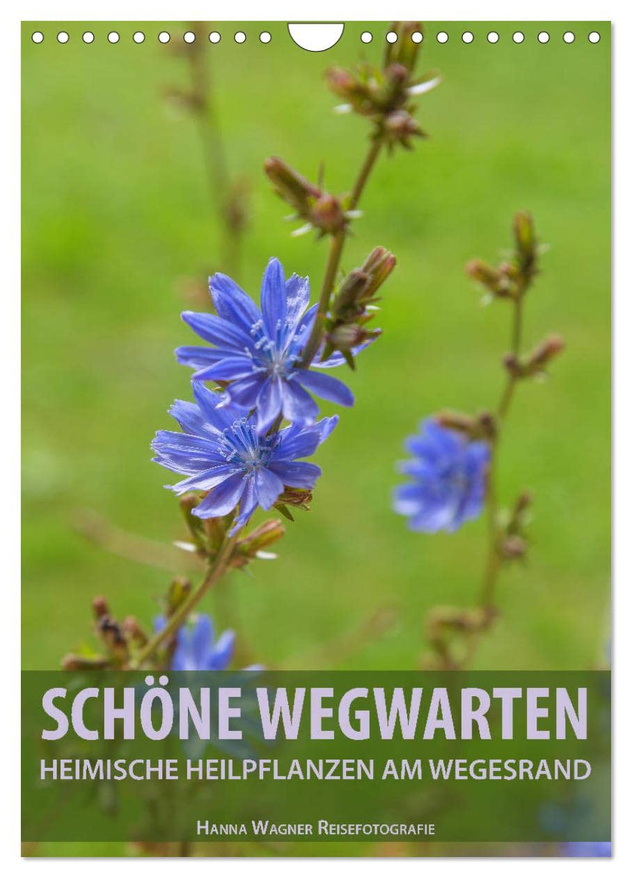Schöne Wegwarten. Heimische Heilpflanzen am Wegesrand (Wandkalender 2026 DIN A4 hoch), CALVENDO Monatskalender: Hanna Wagner zeigt botanische ... alltäglichen Wege. (CALVENDO Gesundheit) Photography