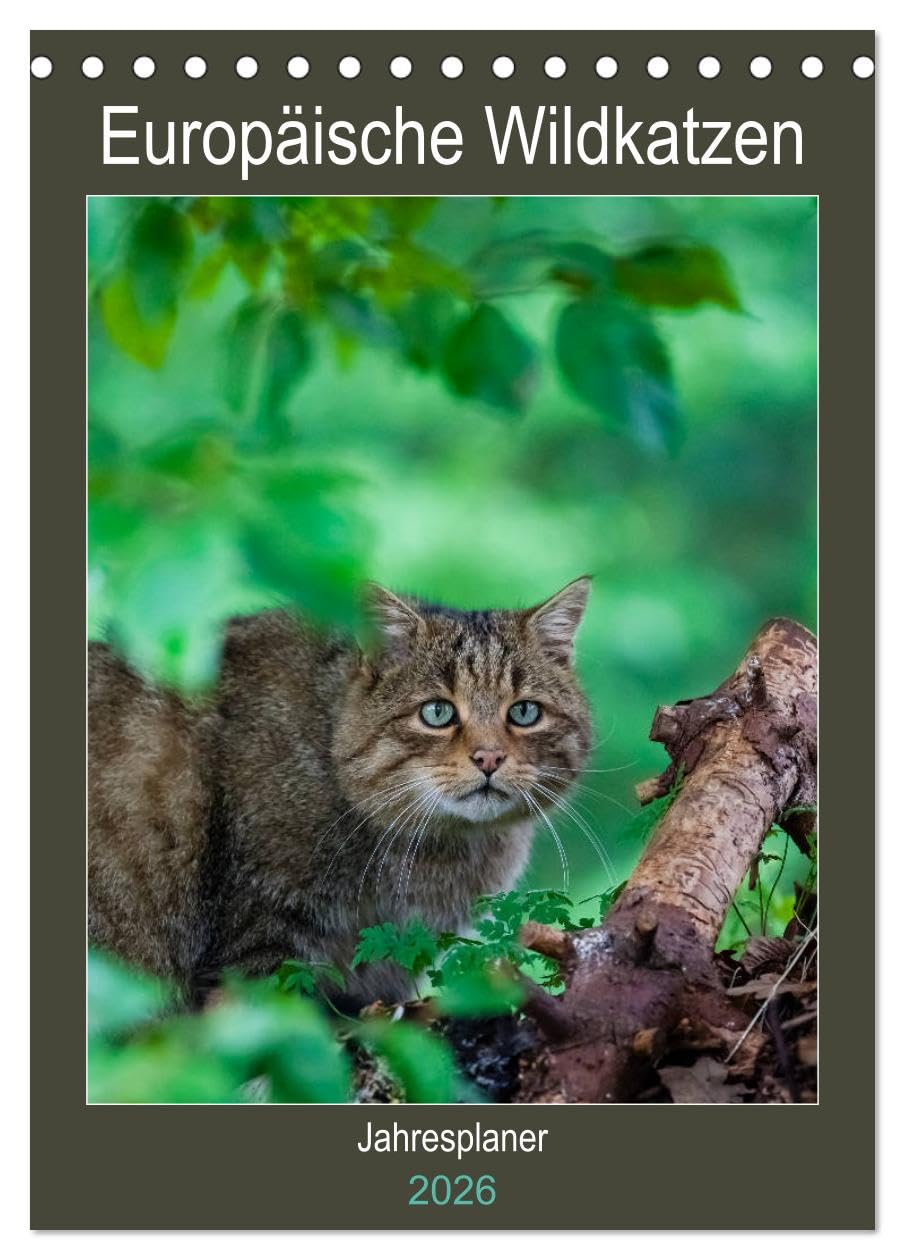 Europäische Wildkatzen - Jahresplaner (Tischkalender 2026 DIN A5 hoch), CALVENDO Monatskalender: 12 Portraits der scheuen Wildkatze (CALVENDO Tiere) Natural Sciences