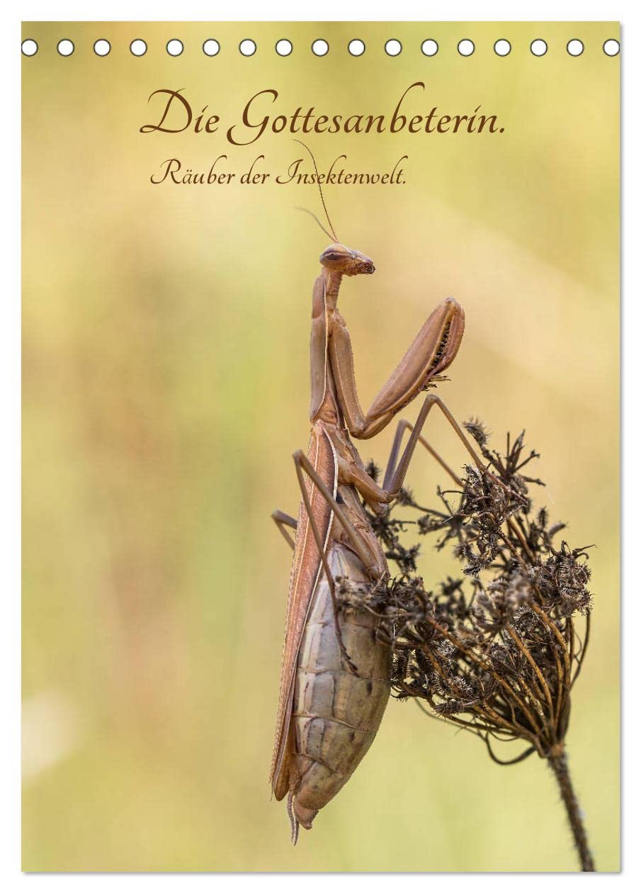 Die Gottesanbeterin. Räuber der Insektenwelt. (Tischkalender 2026 DIN A5 hoch), CALVENDO Monatskalender: Die Gottesanbeterin – ein fantastischer Räuber (CALVENDO Tiere) Natural Sciences
