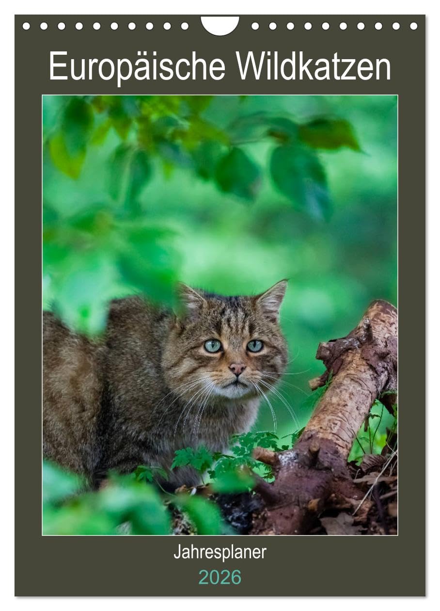 Europäische Wildkatzen - Jahresplaner (Wandkalender 2026 DIN A4 hoch), CALVENDO Monatskalender: 12 Portraits der scheuen Wildkatze (CALVENDO Tiere) Natural Sciences