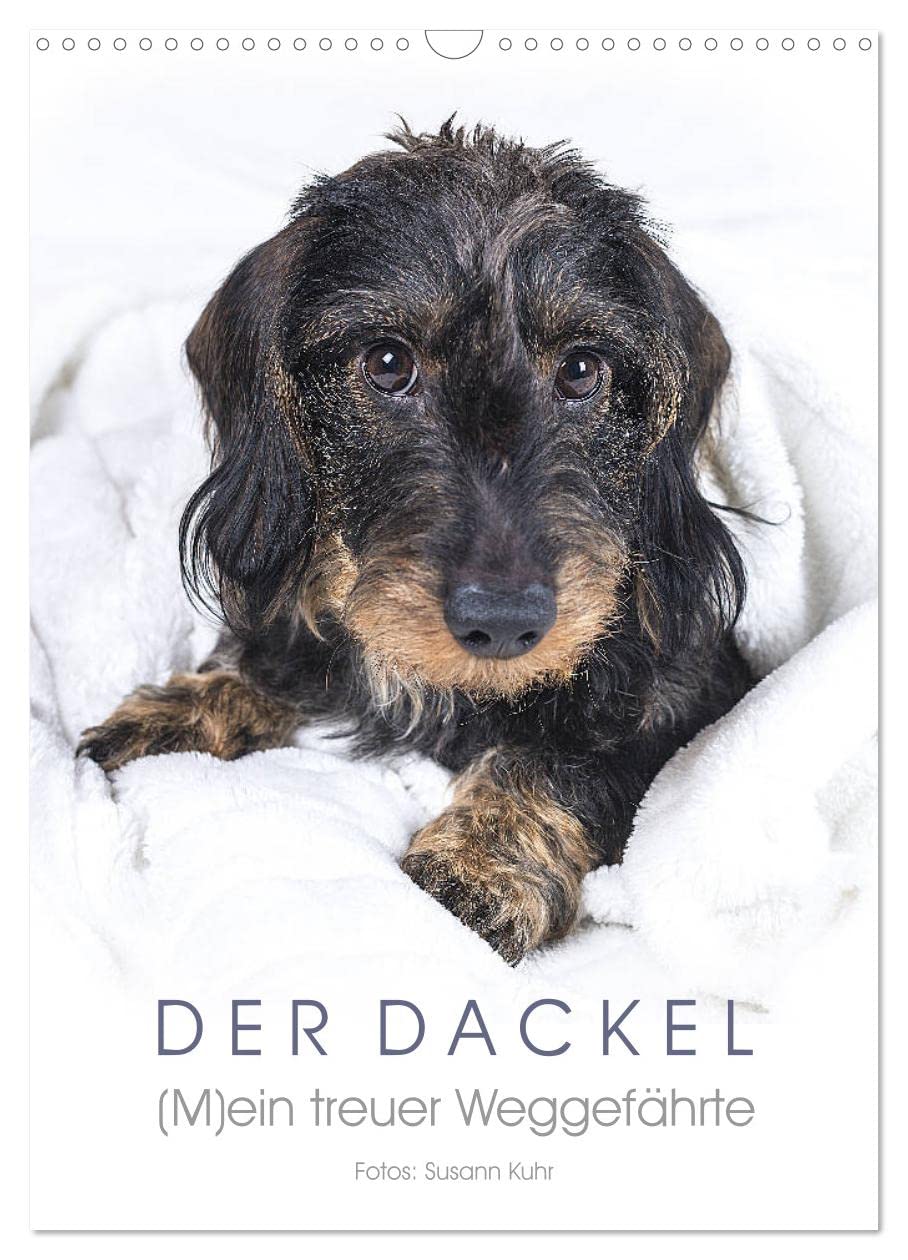 Der Dackel (M)ein treuer Weggefährte (Wandkalender 2026 DIN A3 hoch), CALVENDO Monatskalender: Ein bezaubernder Dackel begleitetet Sie durchs Jahr (CALVENDO Tiere) Natural Sciences