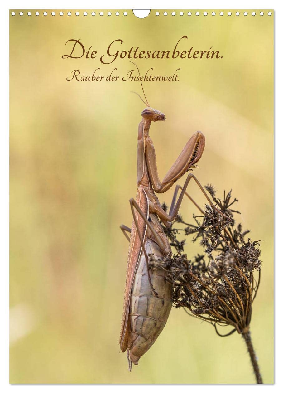 Die Gottesanbeterin. Räuber der Insektenwelt. (Wandkalender 2026 DIN A3 hoch), CALVENDO Monatskalender: Die Gottesanbeterin – ein fantastischer Räuber (CALVENDO Tiere) Natural Sciences