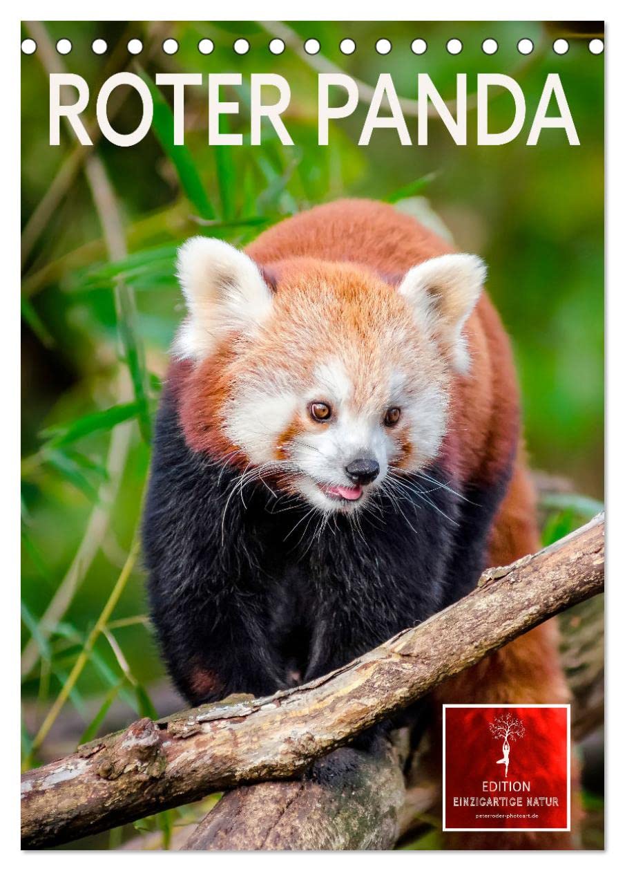 Roter Panda (Tischkalender 2026 DIN A5 hoch), CALVENDO Monatskalender: Eindrucksvolle Bilder eines wunderschönen Tieres. (CALVENDO Tiere) Living & Furnishing