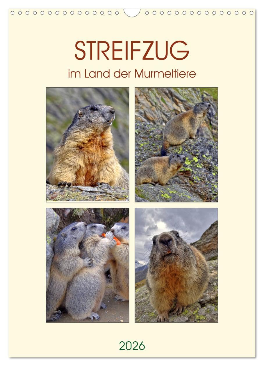 STREIFZUG im Land der Murmeltiere (Wandkalender 2026 DIN A3 hoch), CALVENDO Monatskalender: Verschiedene Fotos aus dem Leben der Murmeltiere in Saas Fee, Schweiz (CALVENDO Natur) Natural Sciences