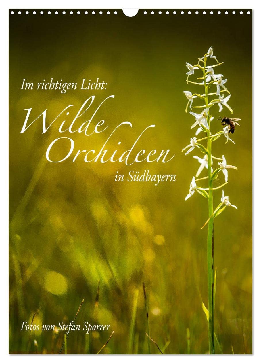 Im richtigen Licht: Wilde Orchideen in Südbayern (Wandkalender 2026 DIN A3 hoch), CALVENDO Monatskalender: Zwölf faszinierende Bilder von wilden Orchideen unserer Heimat. (CALVENDO Natur) Photography