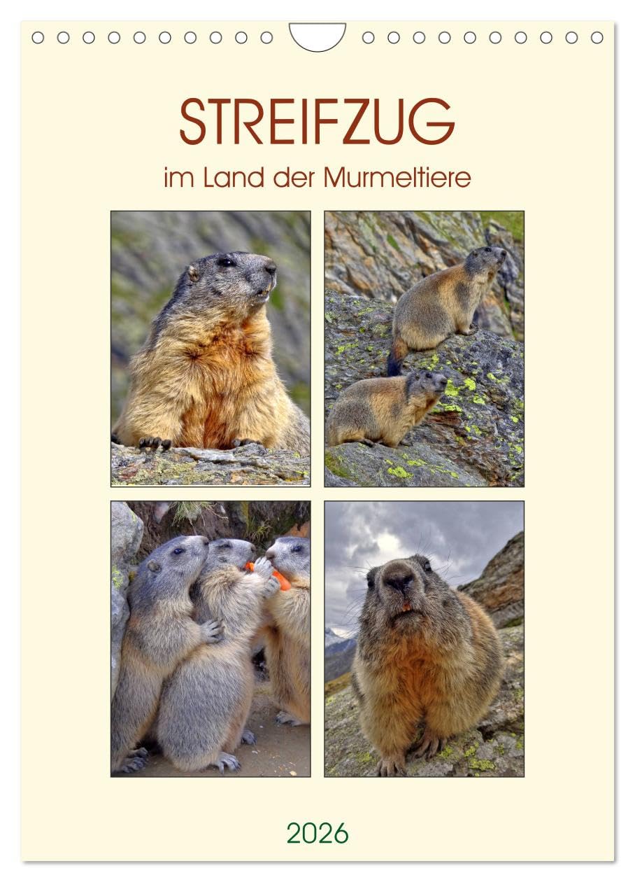 STREIFZUG im Land der Murmeltiere (Wandkalender 2026 DIN A4 hoch), CALVENDO Monatskalender: Verschiedene Fotos aus dem Leben der Murmeltiere in Saas Fee, Schweiz (CALVENDO Natur) Natural Sciences