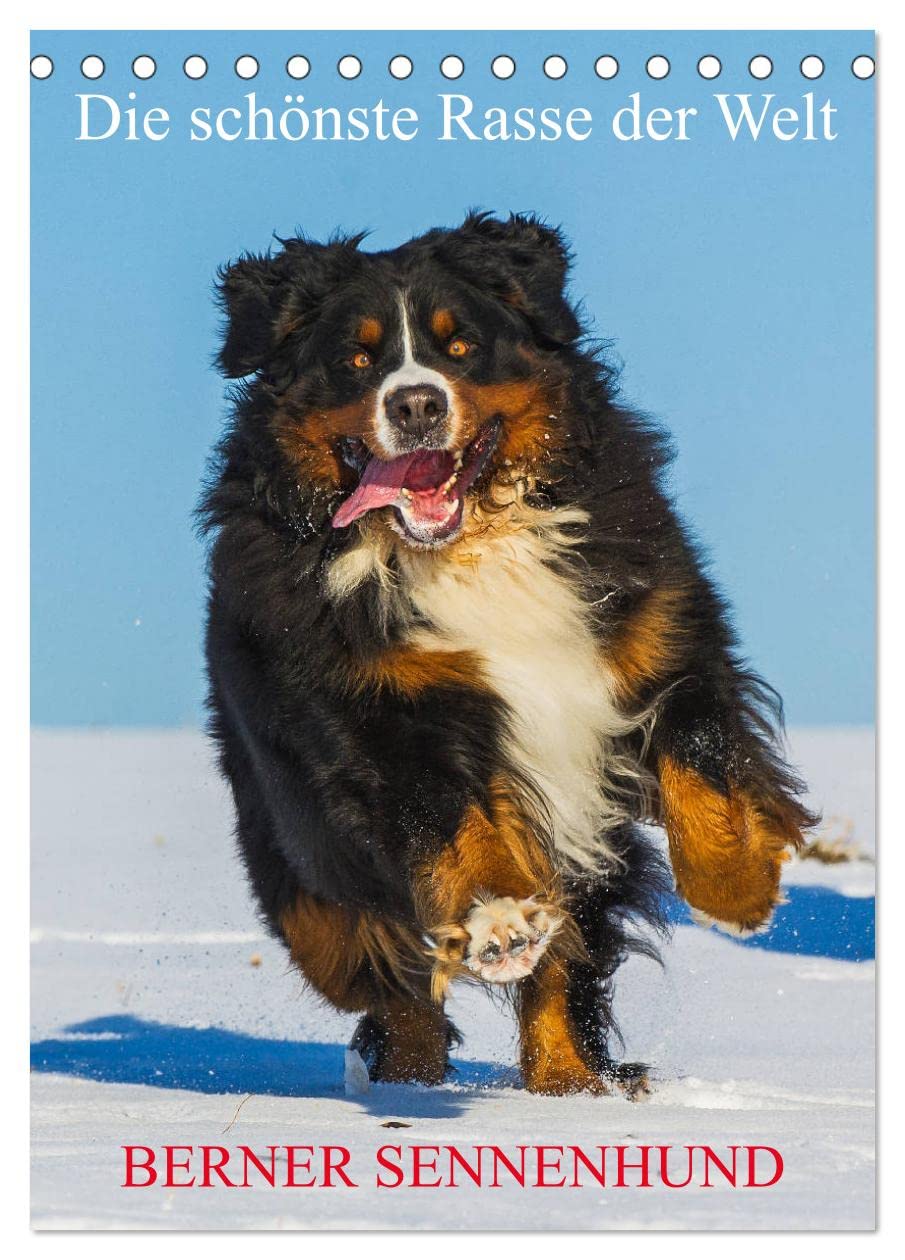 Die schönste Rasse der Welt - Berner Sennenhund (Tischkalender 2026 DIN A5 hoch), CALVENDO Monatskalender: Die Schönheit der Berner Sennenhunde auf 13 bezaubernden Bildern (CALVENDO Tiere) Natural Sciences