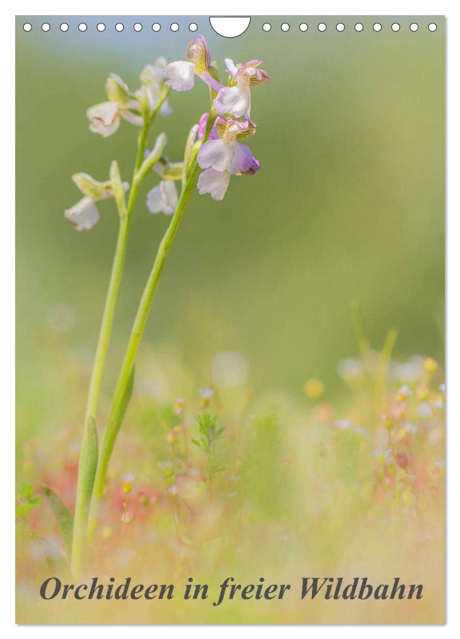 Orchideen in freier Wildbahn (Wandkalender 2026 DIN A4 hoch), CALVENDO Monatskalender: Eine kleine Auswahl an einheimischen Orchideen. (CALVENDO Natur) Business & Technology