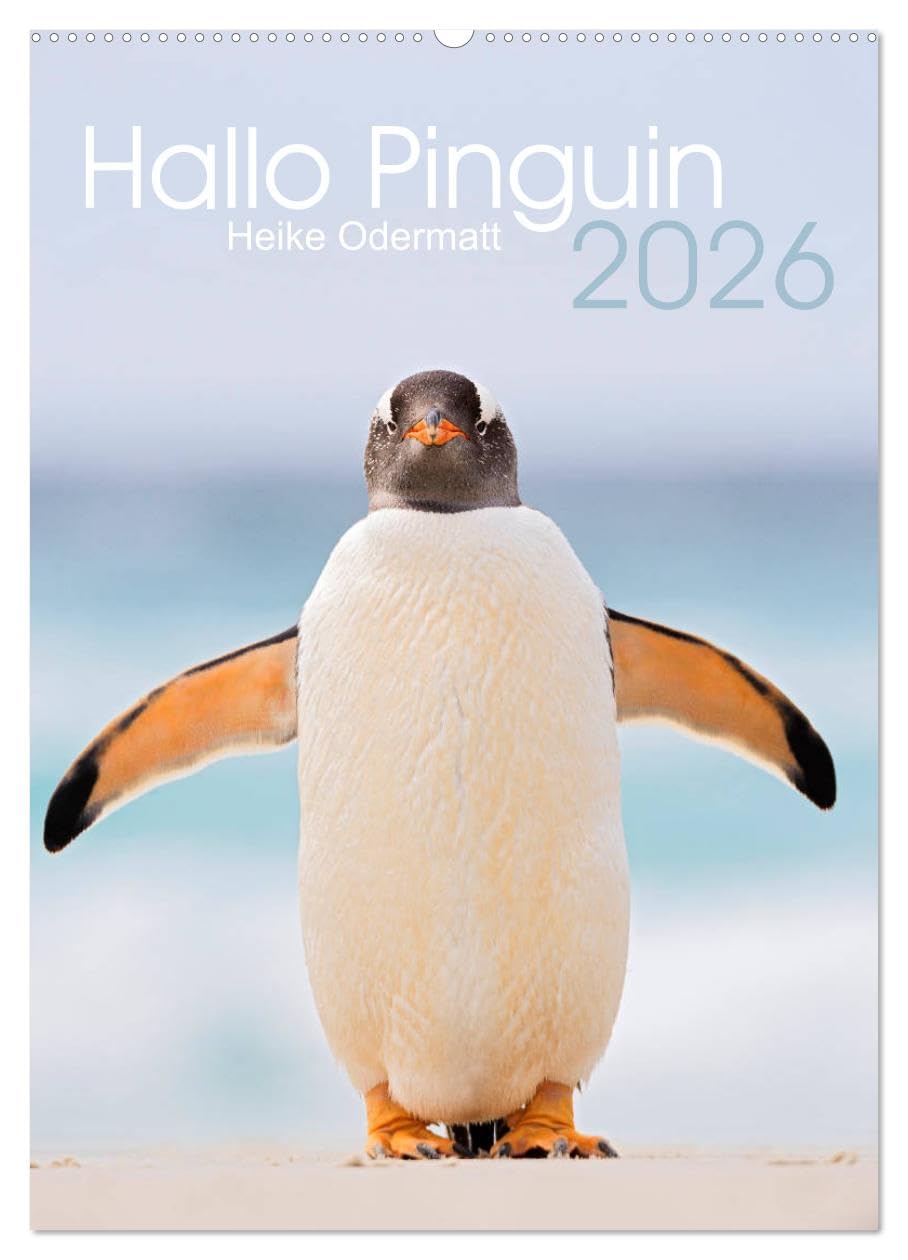 Hallo Pinguin (Wandkalender 2026 DIN A2 hoch), CALVENDO Monatskalender: Ein Jahr lang Pinguine auf den Falklandinseln. (CALVENDO Tiere) Photography