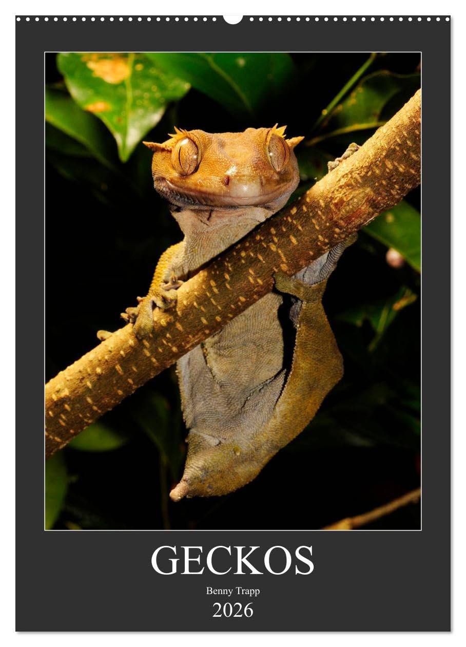 GECKOS (Wandkalender 2026 DIN A2 hoch), CALVENDO Monatskalender: Geckos aus aller Welt (CALVENDO Tiere) Photography