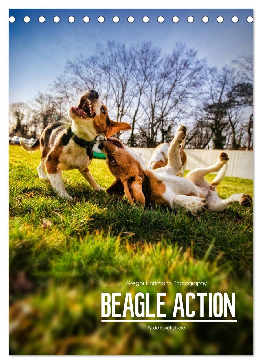 Beagle Action - Wilde Kuscheltiere (Tischkalender 2026 DIN A5 hoch), CALVENDO Monatskalender: Beagles beim Spielen (CALVENDO Tiere) Natural Sciences
