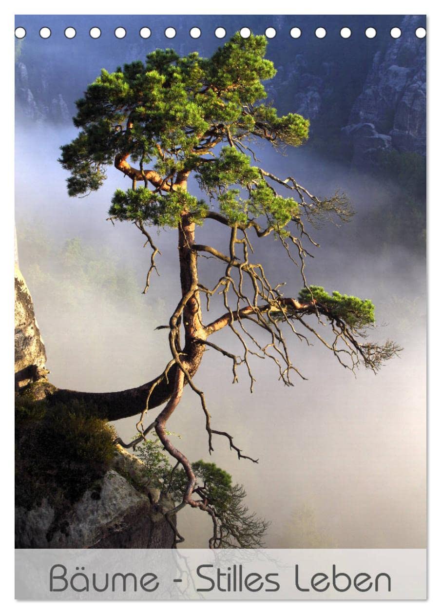 Bäume - Stilles Leben (Tischkalender 2026 DIN A5 hoch), CALVENDO Monatskalender: Bäume sind stille Lebewesen ... (CALVENDO Natur) Film, Art & Culture