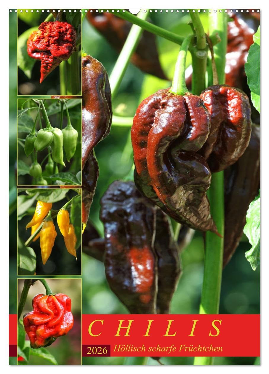 Chilis - Höllisch scharfe Früchtchen (Wandkalender 2026 DIN A2 hoch), CALVENDO Monatskalender: Portraits von 12 verschiedenen, extra scharfen Chili Sorten (CALVENDO Lifestyle) Leisure, Home & Garden