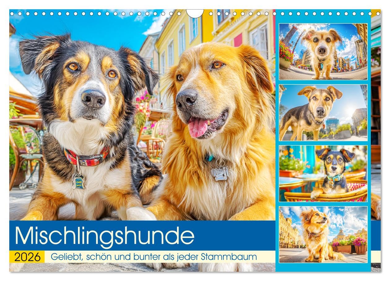 Mischlingshunde. Geliebt, schön und bunter als jeder Stammbaum (Wandkalender 2026 DIN A3 quer), CALVENDO Monatskalender: Zauberhafte Hunde zeigen in ... nicht im Stammbaum steckt (CALVENDO Tiere) Film, Art & Culture