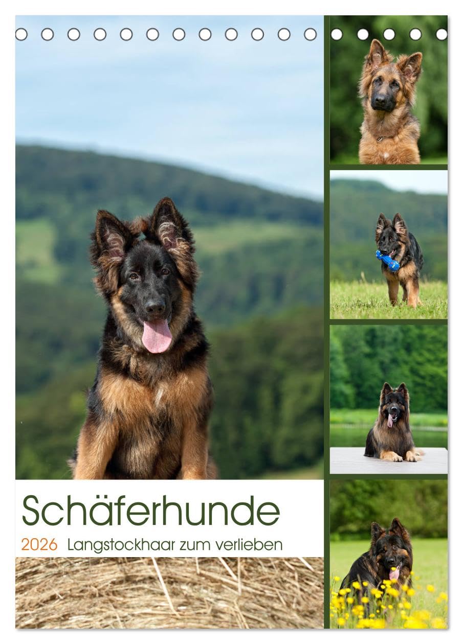 Schäferhunde Langstockhaar zum verlieben (Tischkalender 2026 DIN A5 hoch), CALVENDO Monatskalender: Langhaar Schäferhunde für das ganze Jahr (CALVENDO Tiere) Film, Art & Culture
