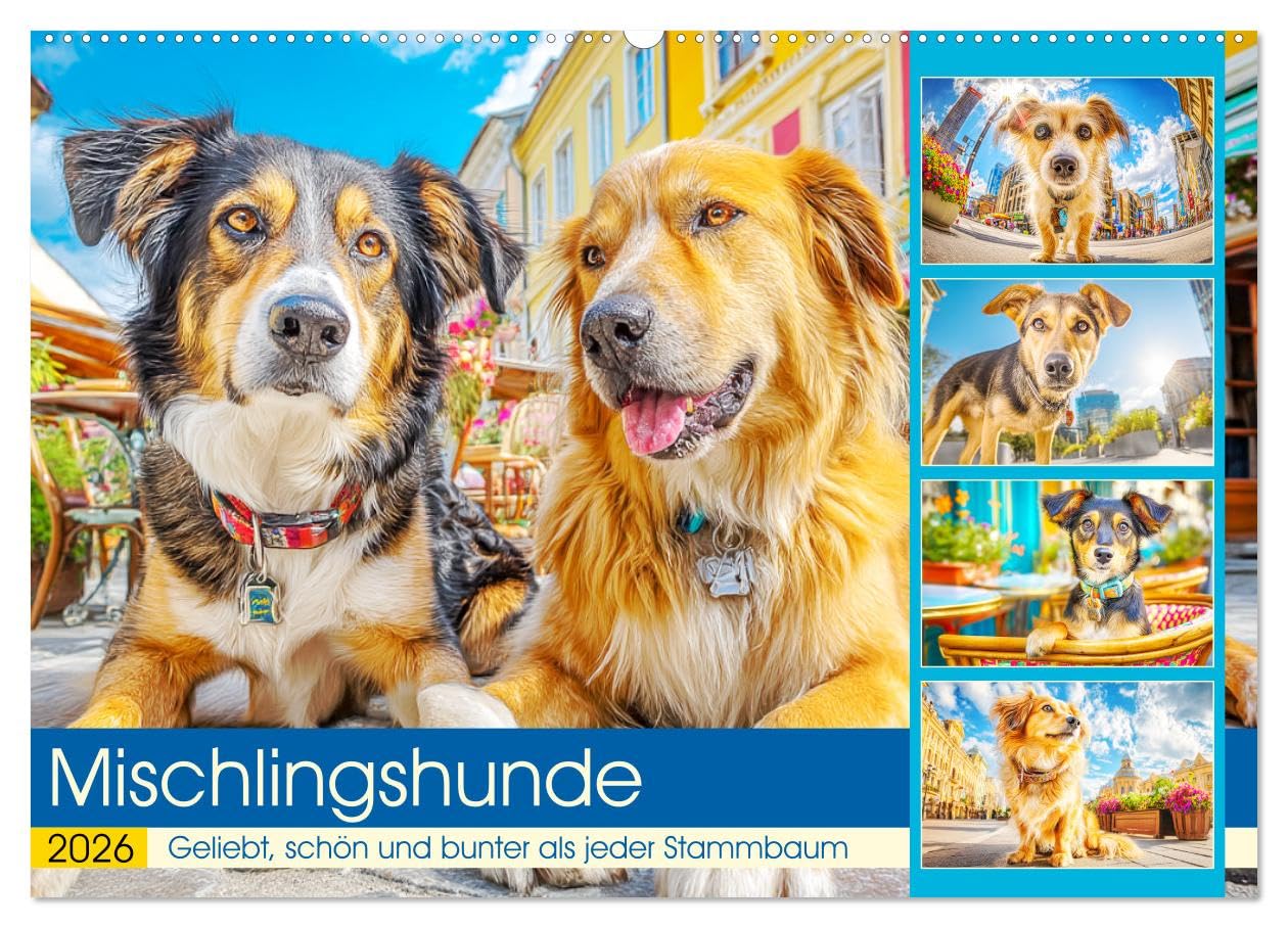 Mischlingshunde. Geliebt, schön und bunter als jeder Stammbaum (Wandkalender 2026 DIN A2 quer), CALVENDO Monatskalender: Zauberhafte Hunde zeigen in ... nicht im Stammbaum steckt (CALVENDO Tiere) Film, Art & Culture
