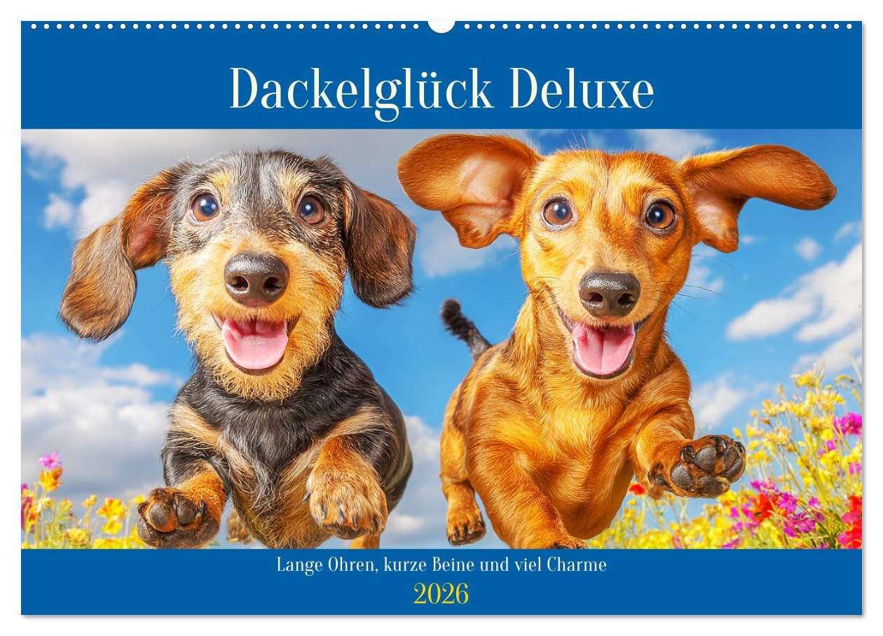 Dackelglück Deluxe. Lange Ohren, kurze Beine und viel Charme (Wandkalender 2026 DIN A2 quer), CALVENDO Monatskalender: Farbenfrohe Hundebilder zum Schmunzeln und Verlieben (CALVENDO Tiere) Film, Art & Culture