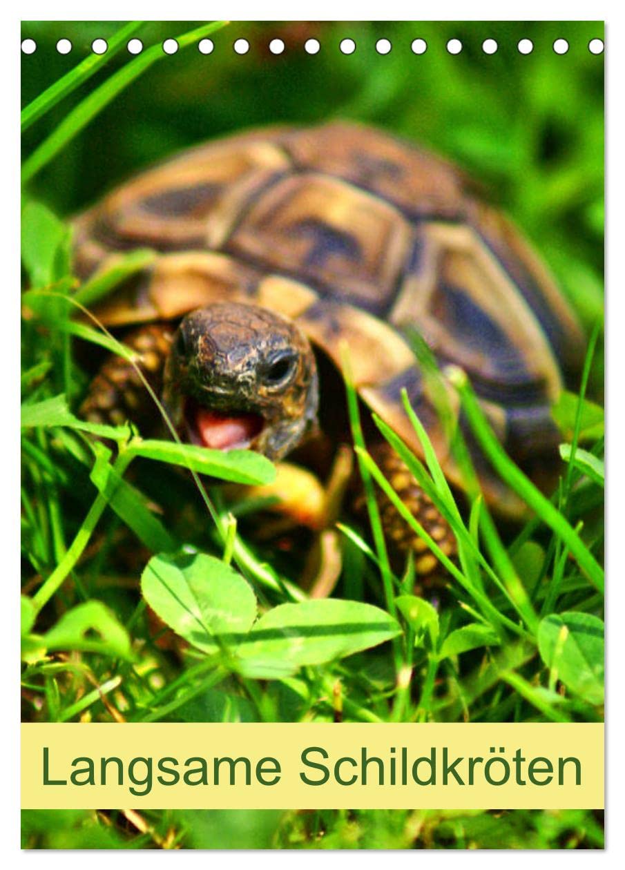 Langsame Schildkröten (Tischkalender 2026 DIN A5 hoch), CALVENDO Monatskalender: Einzigartige Reptilien: Land- und Wasserschildkröten (CALVENDO Tiere) Natural Sciences