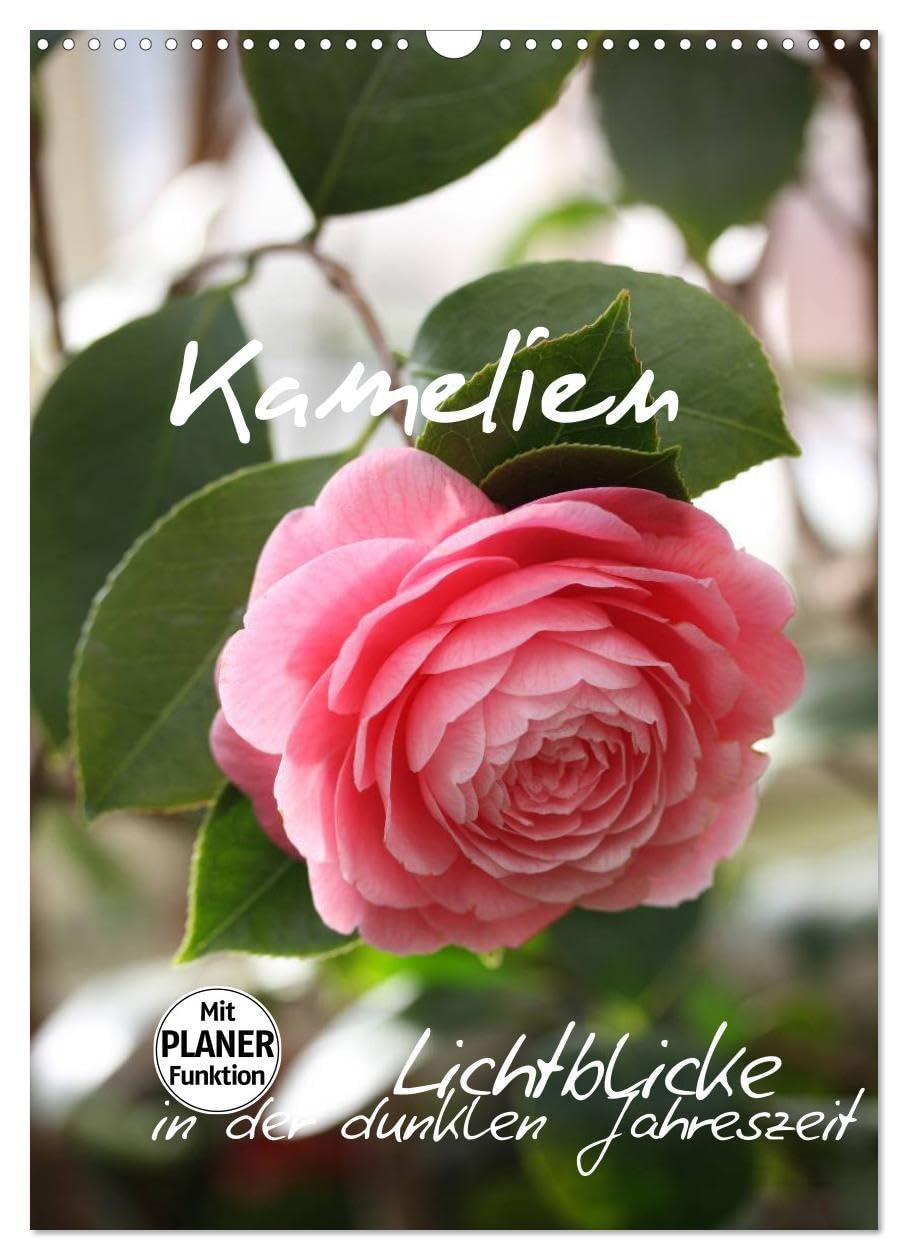 Kamelien Lichtblicke in der dunklen Jahreszeit (Wandkalender 2026 DIN A3 hoch), CALVENDO Monatskalender: Die Blütenpracht der Kamelien (CALVENDO Natur) Social Sciences