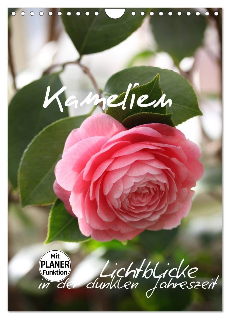 Kamelien Lichtblicke in der dunklen Jahreszeit (Wandkalender 2026 DIN A4 hoch), CALVENDO Monatskalender: Die Blütenpracht der Kamelien (CALVENDO Natur) Social Sciences