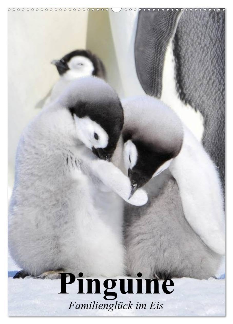 Pinguine. Familienglück im Eis (Wandkalender 2026 DIN A2 hoch), CALVENDO Monatskalender: Pinguine in ihrem natürlichen Lebensraum (CALVENDO Tiere) Film, Art & Culture