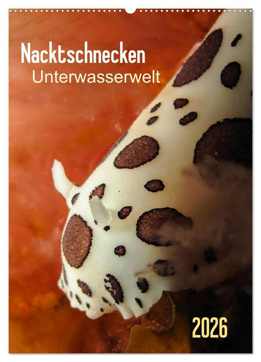 Nacktschnecken - Unterwasserwelt 2026 (Wandkalender 2026 DIN A2 hoch), CALVENDO Monatskalender: Bunte Knallfarbe und möglichst auffällig - so scheint ... zu heißen. (CALVENDO Tiere) Natural Sciences