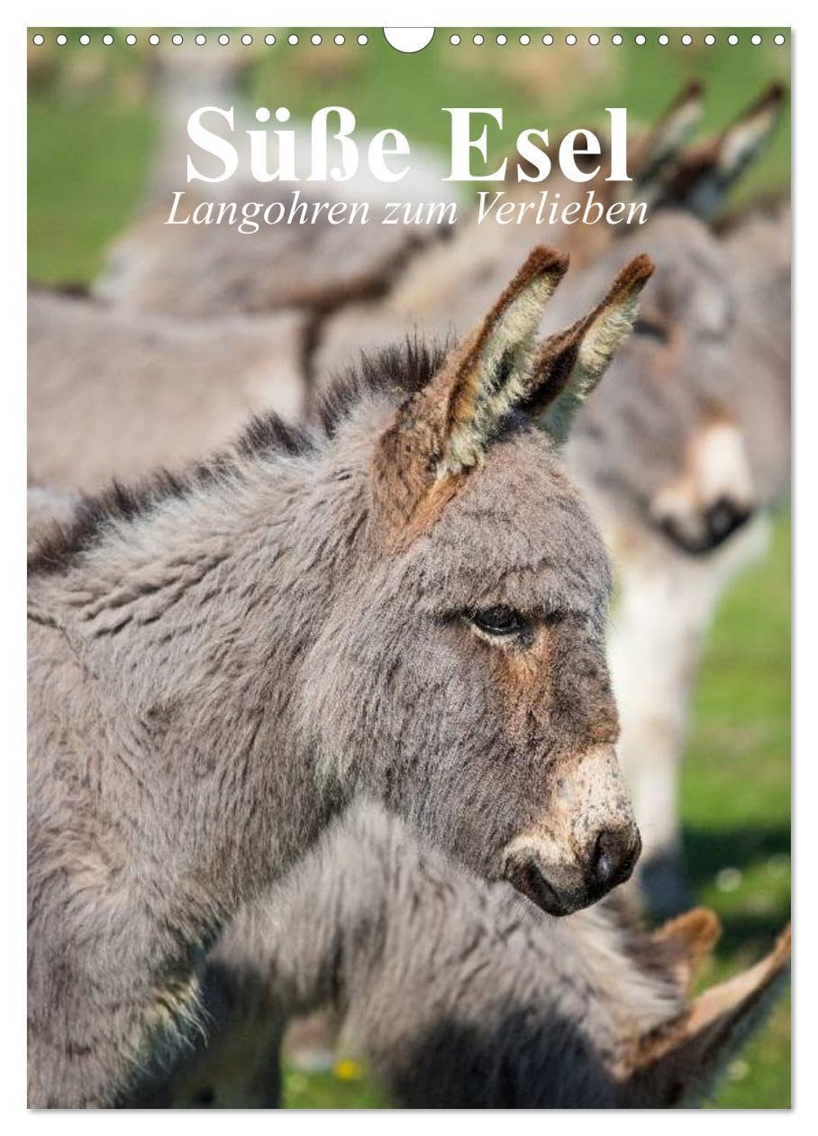 Süße Esel. Langohren zum Verlieben (Wandkalender 2026 DIN A3 hoch), CALVENDO Monatskalender: Langohrige Sturköpfe im grauen Kuschelfell (CALVENDO Tiere) Film, Art & Culture
