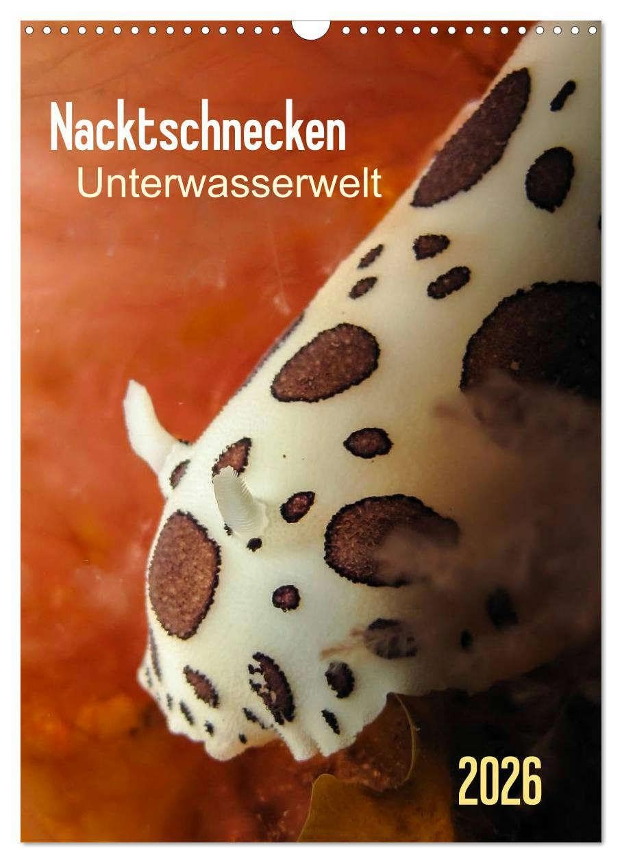 Nacktschnecken - Unterwasserwelt 2026 (Wandkalender 2026 DIN A3 hoch), CALVENDO Monatskalender: Bunte Knallfarbe und möglichst auffällig - so scheint ... zu heißen. (CALVENDO Tiere) Natural Sciences