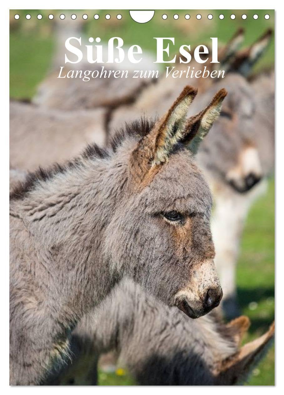 Süße Esel. Langohren zum Verlieben (Wandkalender 2026 DIN A4 hoch), CALVENDO Monatskalender: Langohrige Sturköpfe im grauen Kuschelfell (CALVENDO Tiere) Film, Art & Culture