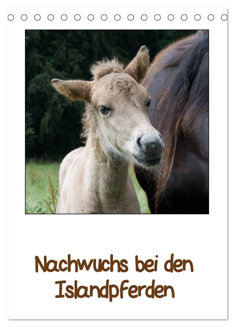 Nachwuchs bei den Islandpferden (Tischkalender 2026 DIN A5 hoch), CALVENDO Monatskalender: Liebenswerte Islandfohlen (CALVENDO Tiere) Pets
