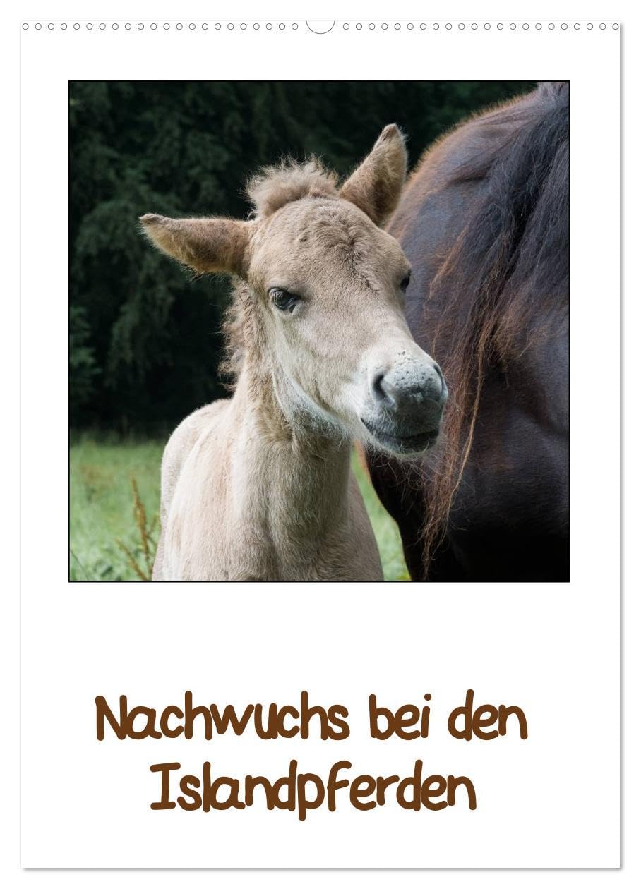 Nachwuchs bei den Islandpferden (Wandkalender 2026 DIN A2 hoch), CALVENDO Monatskalender: Liebenswerte Islandfohlen (CALVENDO Tiere) Pets