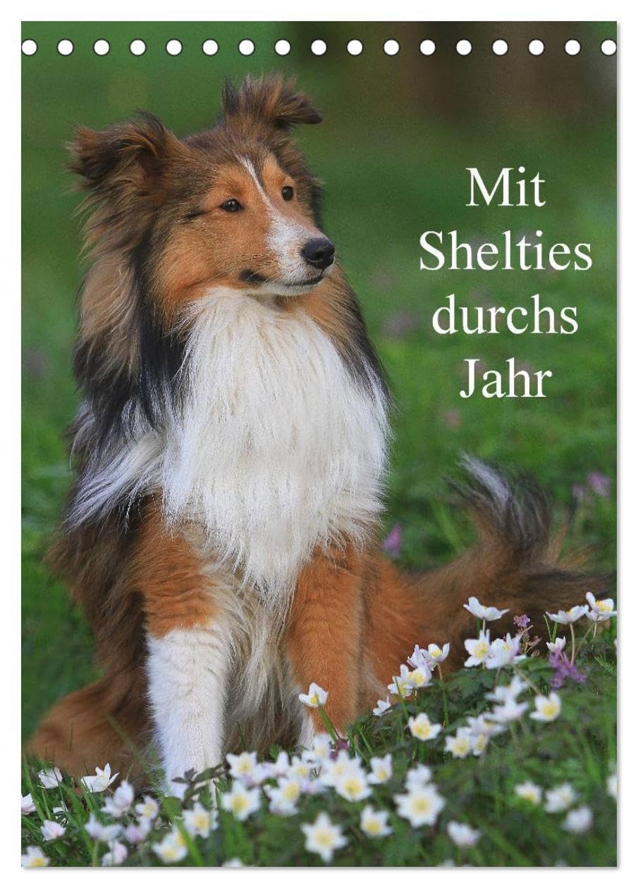 Mit Shelties durchs Jahr (Tischkalender 2026 DIN A5 hoch), CALVENDO Monatskalender: Shetland Sheepdogs in der Natur und im Fotostudio . (CALVENDO Tiere) Pets