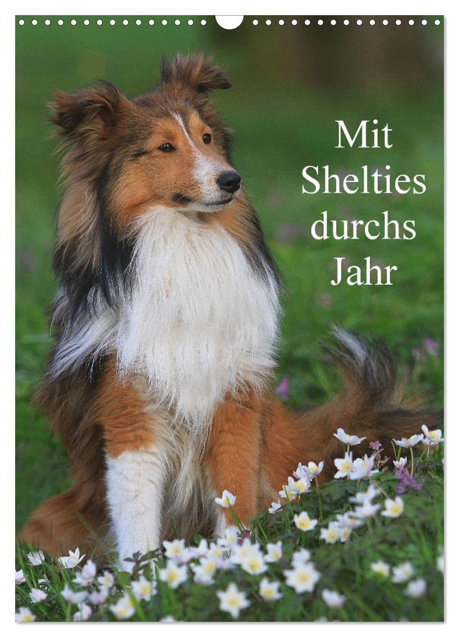 Mit Shelties durchs Jahr (Wandkalender 2026 DIN A3 hoch), CALVENDO Monatskalender: Shetland Sheepdogs in der Natur und im Fotostudio . (CALVENDO Tiere) Pets