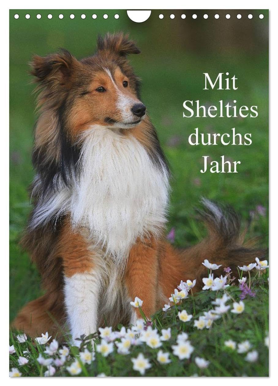 Mit Shelties durchs Jahr (Wandkalender 2026 DIN A4 hoch), CALVENDO Monatskalender: Shetland Sheepdogs in der Natur und im Fotostudio . (CALVENDO Tiere) Pets