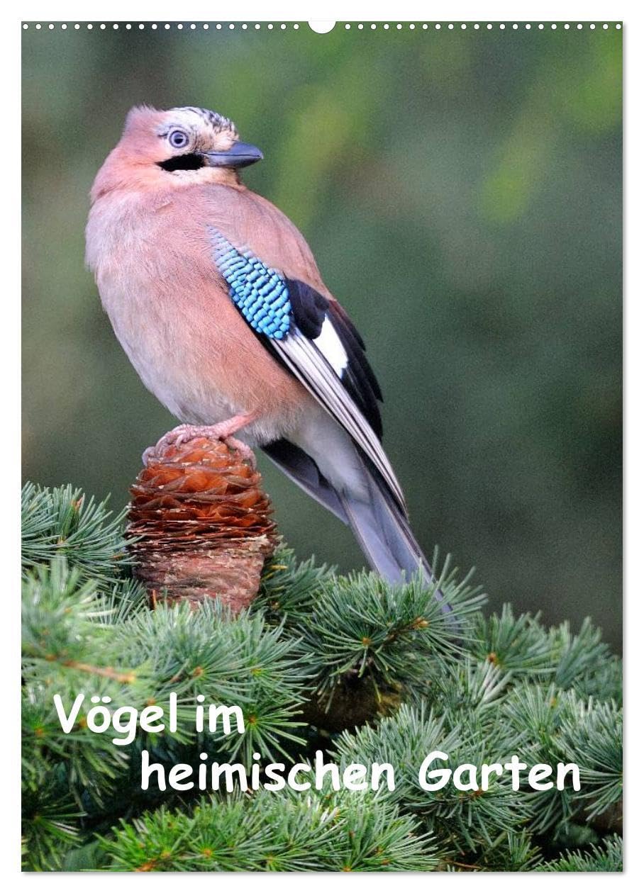 Vögel im heimischen Garten (Wandkalender 2026 DIN A2 hoch), CALVENDO Monatskalender: Wunderschöne Aufnahmen, die die Pracht, Vielfalt und ... für jeden Vogelliebhaber. (CALVENDO Tiere) Leisure, Home & Garden