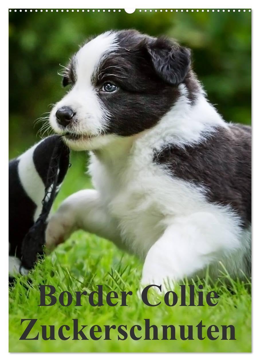 Border Collie Zuckerschnuten (Wandkalender 2026 DIN A2 hoch), CALVENDO Monatskalender: 12 Monate Spaß mit Schmunzeleffekt. Ein Must-Have für Liebhaber dieser besonderen Hunderasse. (CALVENDO Tiere) Natural Sciences