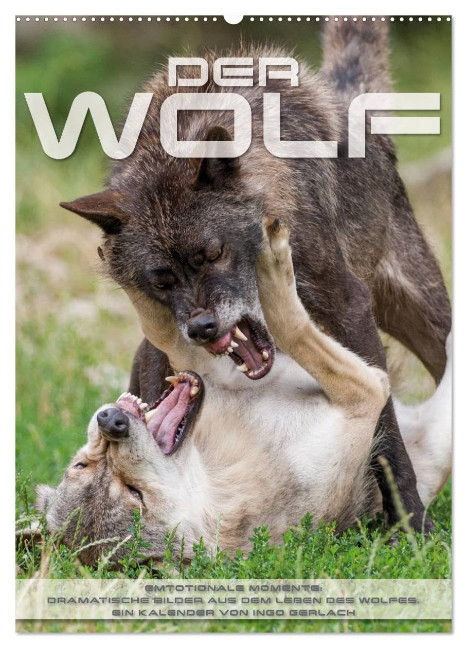 Emotionale Momente: Der Wolf. (Wandkalender 2026 DIN A2 hoch), CALVENDO Monatskalender: Herrliche Fotos vom Wolf in seinem Lebensraum. (CALVENDO Tiere) Natural Sciences